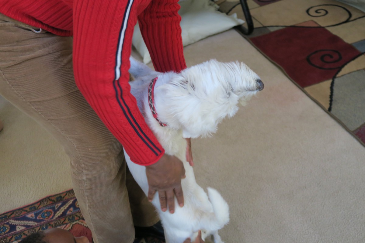 A person in a red sweater petting a white dog indoors.