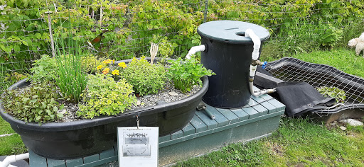 A home aquaponics setup featuring a planter filled with herbs and flowers alongside a water filtration system.