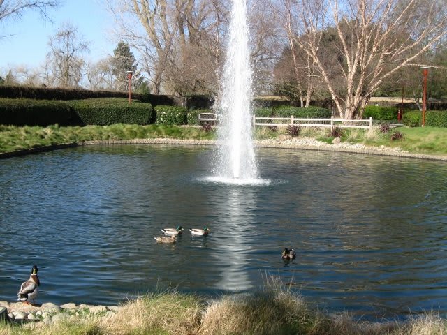 A serene pond with a fountain and ducks swimming, surrounded by trees.