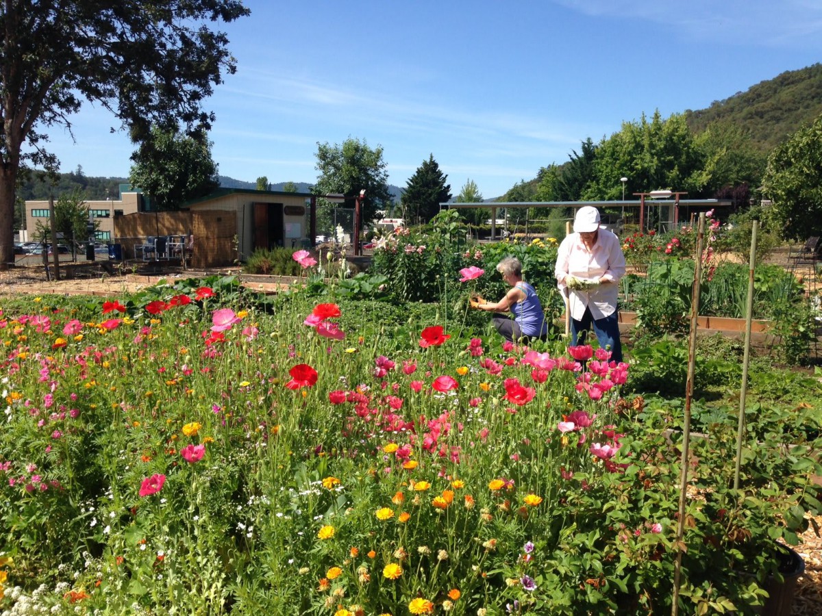People tending to a vibrant community garden on a sunny day.