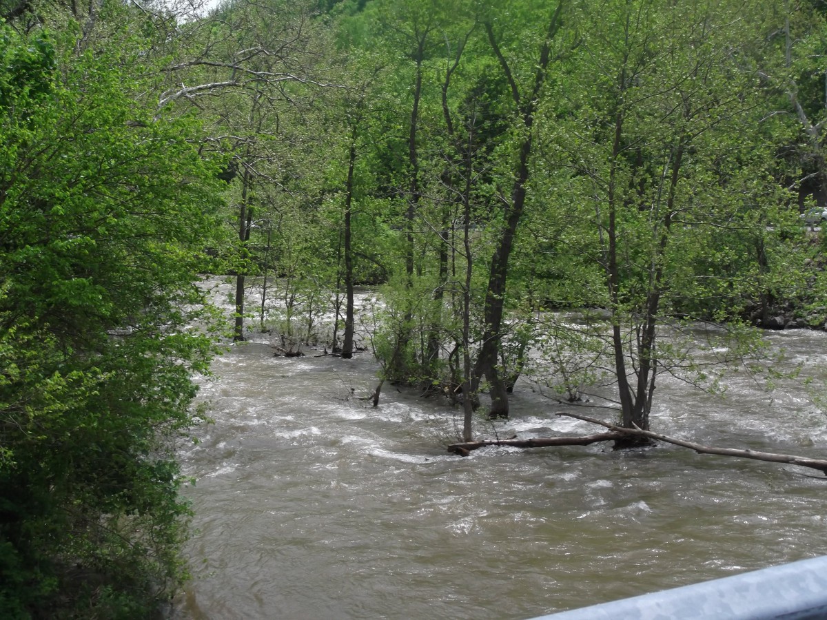 Flooded area with trees partially submerged in water.