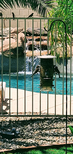 Two birds enjoying a drink at a feeder near a serene swimming pool with a waterfall.