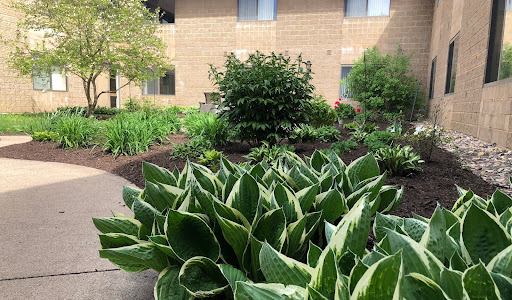 A lush garden featuring vibrant green hosta plants and a variety of other foliage.