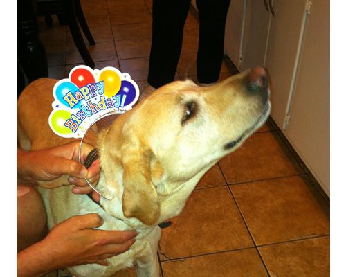 A dog wearing a birthday balloon decoration indoors.