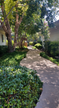 A serene garden path surrounded by lush greenery and dappled sunlight.