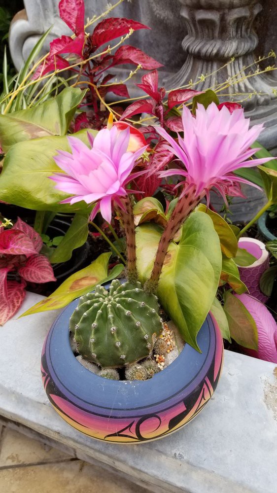 A potted cactus with vibrant pink flowers in a garden setting.