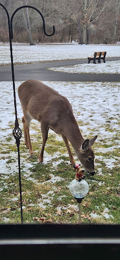 A deer grazing on grass in a snowy landscape.