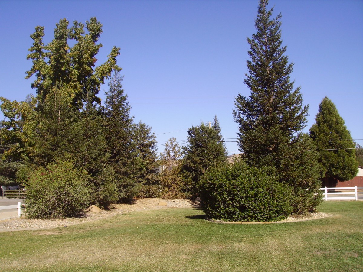 A scenic view of a grassy area surrounded by various trees under a clear blue sky.