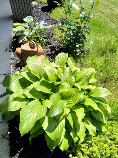 A lush hosta plant thriving in a vibrant garden setting.