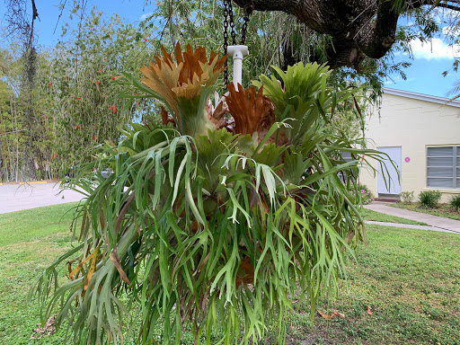 A lush hanging plant displaying vibrant foliage, adding a touch of nature to the outdoor setting.