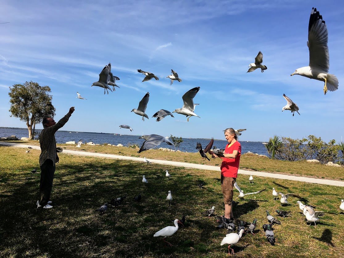 People feeding seagulls in a park by the water.