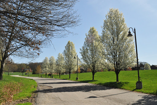 A serene park pathway lined with blossoming trees during spring.