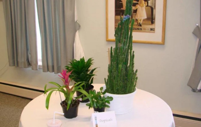A variety of indoor plants displayed on a table.