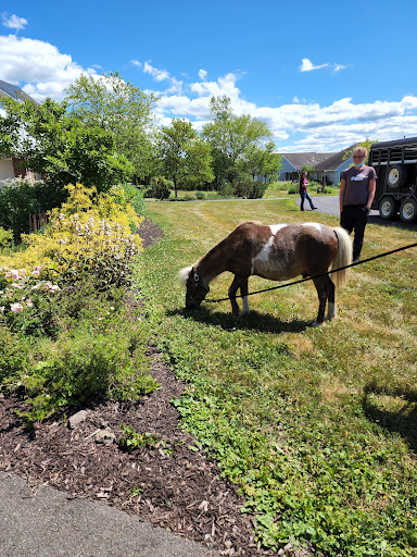A small horse grazing on the lush grass in a sunny outdoor setting.