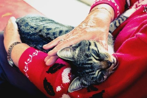 A cozy moment shared between a person and their beloved tabby cat, highlighting the warmth of companionship.