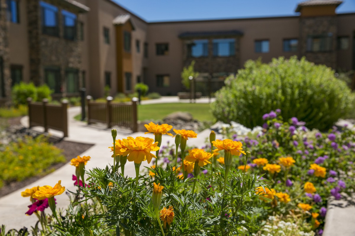 A sunny garden with vibrant yellow flowers in front of a modern building.