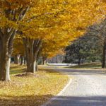 A scenic road lined with trees displaying vibrant autumn colors.
