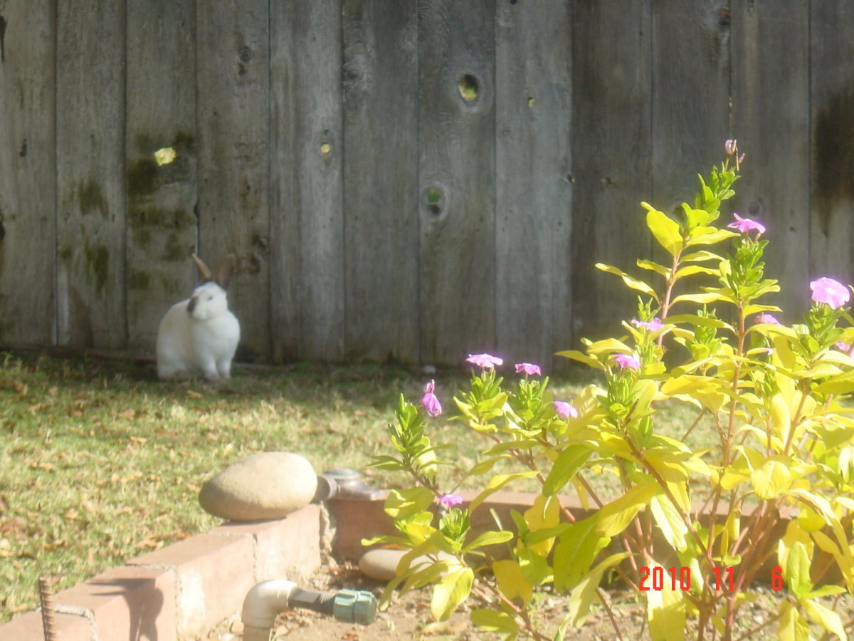 A cat sits in a garden near a fence, surrounded by flowers and plants.
