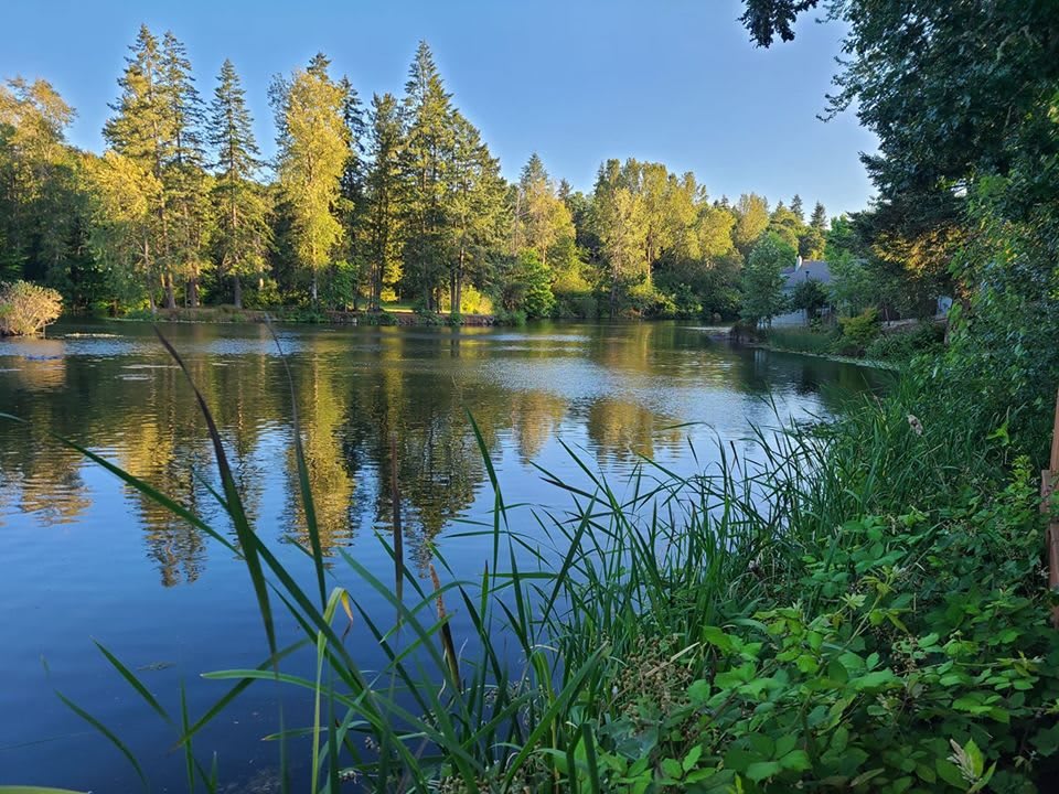 A serene view of a lake surrounded by lush trees, with their reflection shimmering on the water's surface.