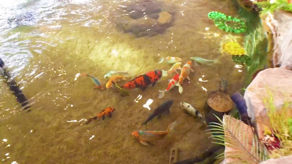 A pond filled with colorful koi fish swimming gracefully through the water.