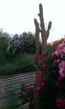 A tranquil garden scene with a towering cactus and colorful flowers at sunset.