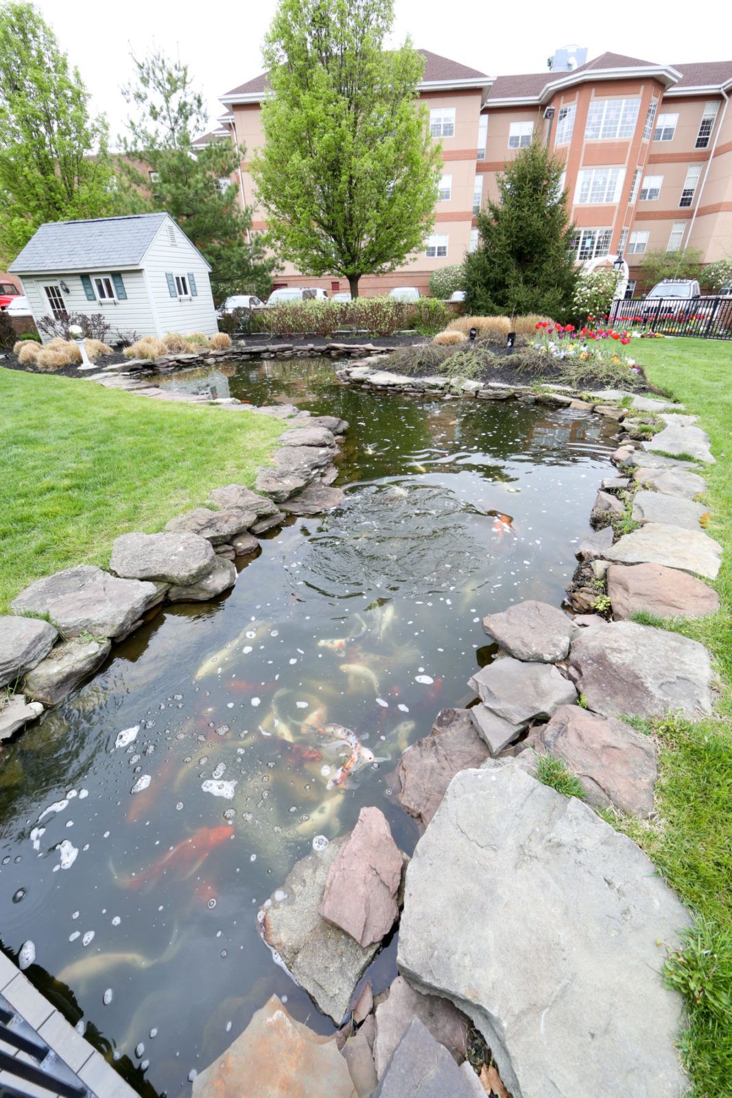 A serene garden pond with koi fish and surrounding stones.