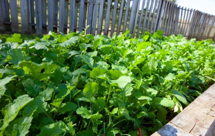 A lush garden bed filled with vibrant green leafy vegetables.