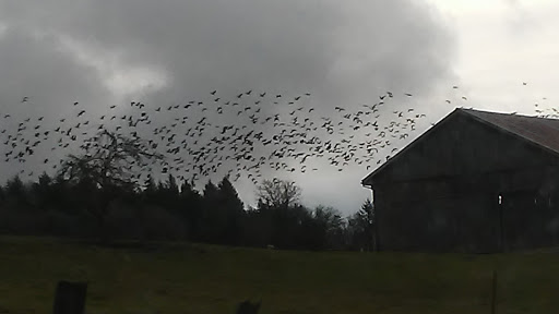 A mesmerizing flock of birds takes flight against a cloudy sky.