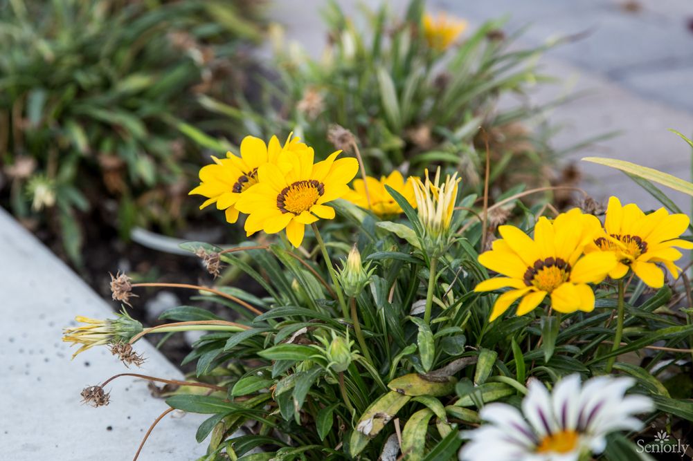 Bright yellow flowers in a garden setting.