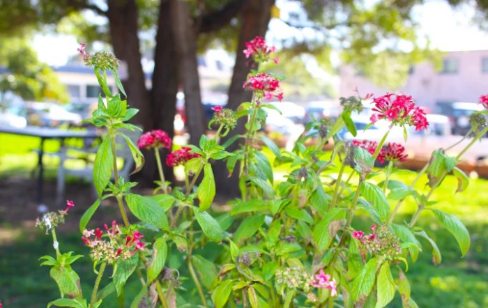 A vibrant garden scene with red flowers and lush green foliage.