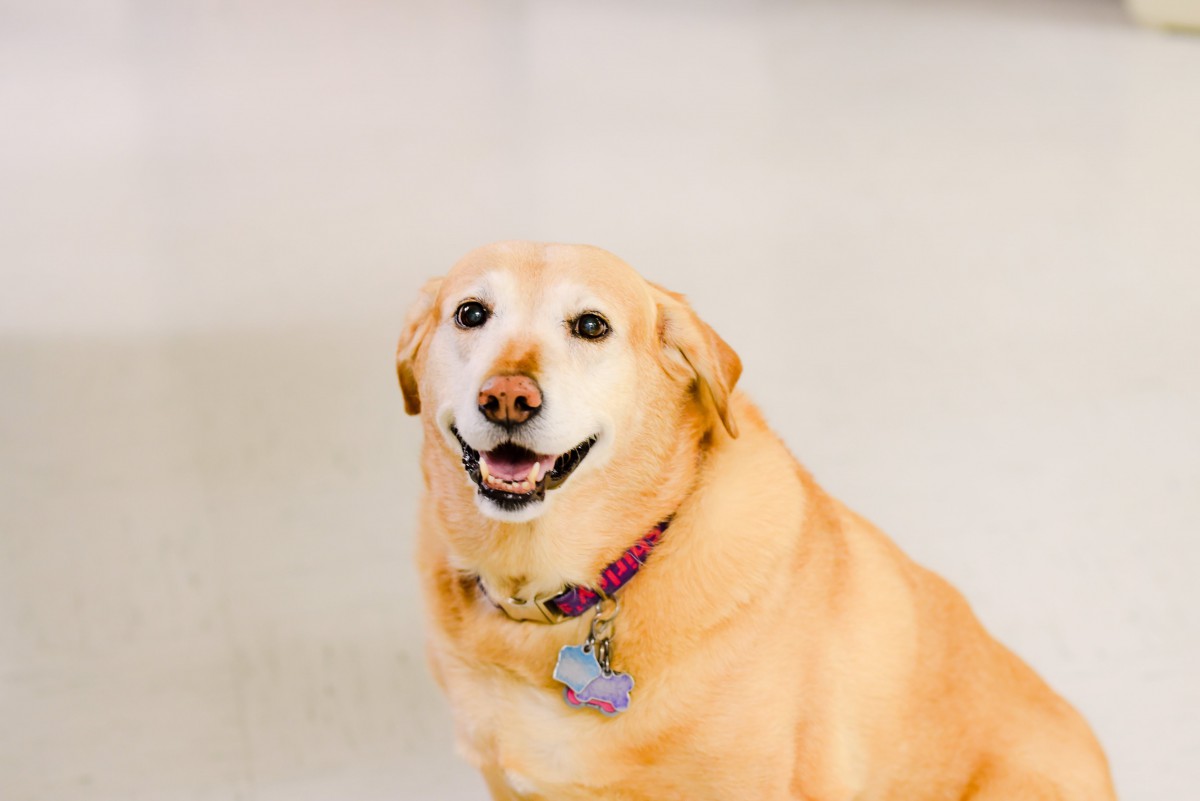 A smiling dog indoors wearing a collar.