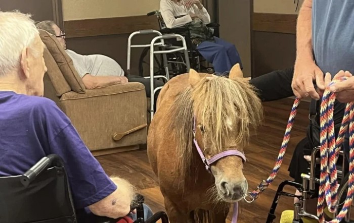 A miniature horse visits residents in a nursing home as a therapy animal.