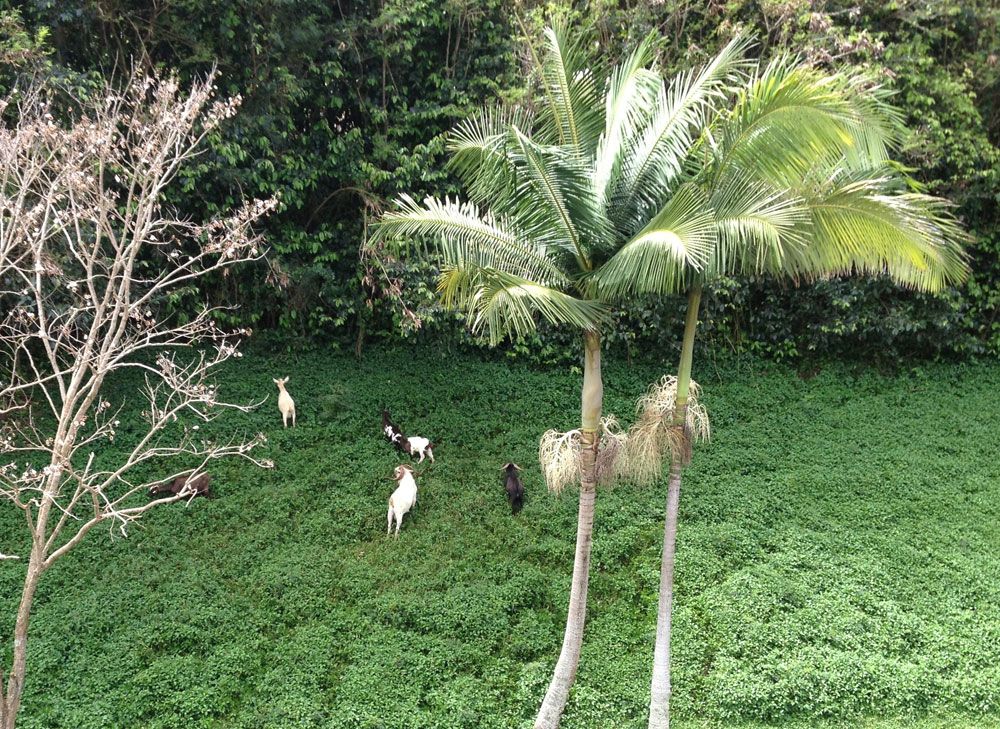 Goats grazing in a lush green area with palm trees.