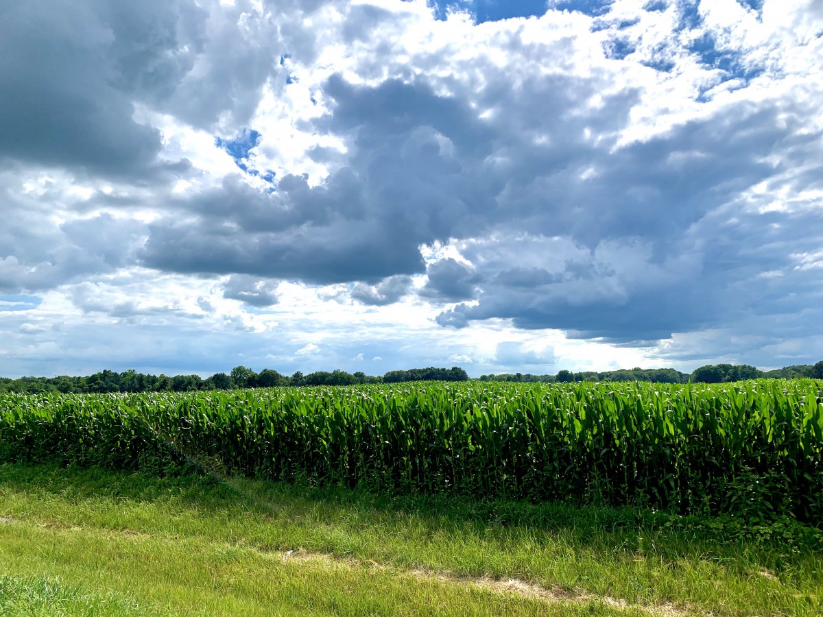 A vast cornfield under a dramatic cloudy sky.