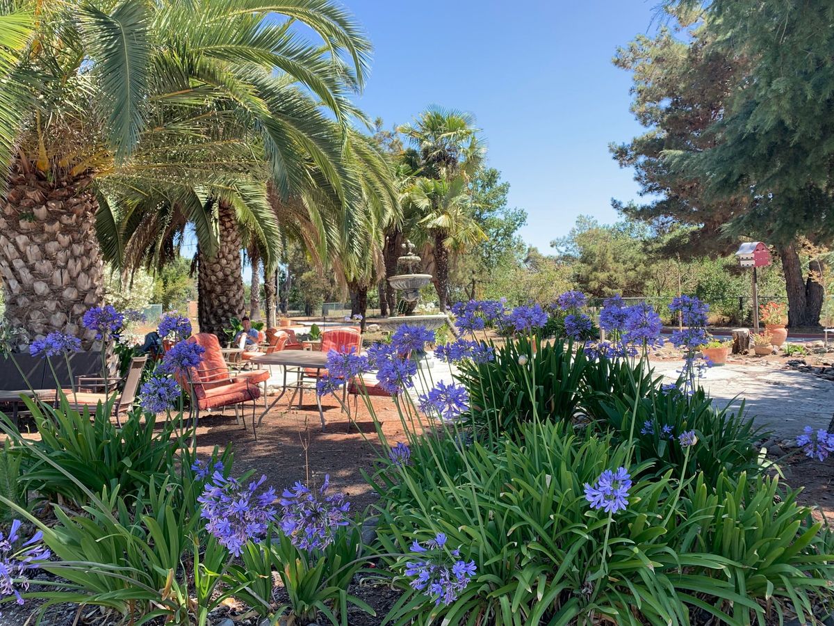 A peaceful garden setting with blooming flowers and palm trees under a sunny blue sky.