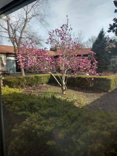 A beautiful magnolia tree in full bloom, showcasing vibrant pink flowers in the garden.