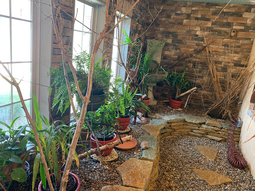 A serene indoor garden featuring various potted plants against a rustic stone wall, illuminated by natural light.