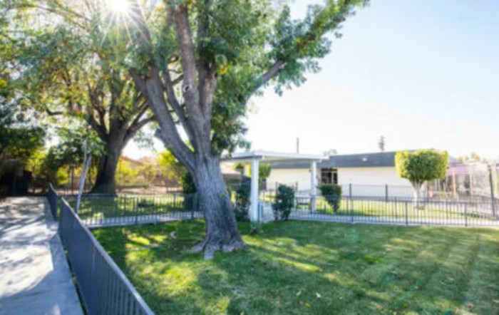 A sunny yard with a large tree, surrounded by a fence.