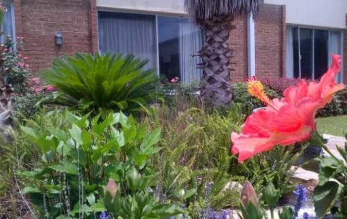 A vibrant garden with a blooming hibiscus and a variety of plants in front of a building.