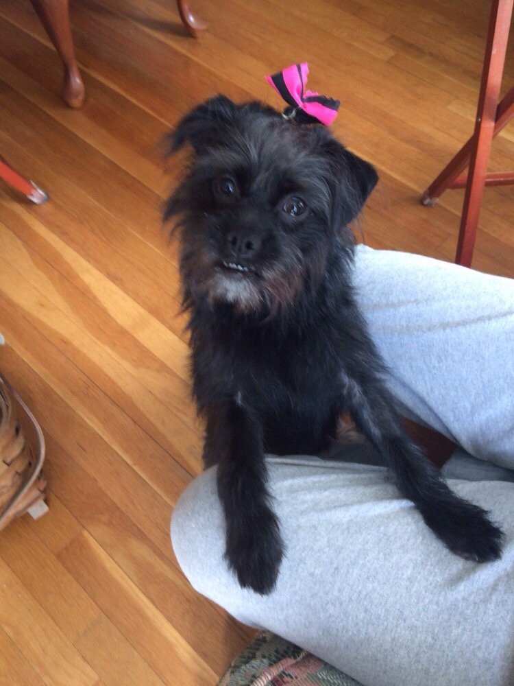 A cute black dog sitting indoors on a wooden floor.