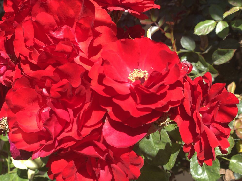 Vibrant red roses in full bloom under the sunlight.