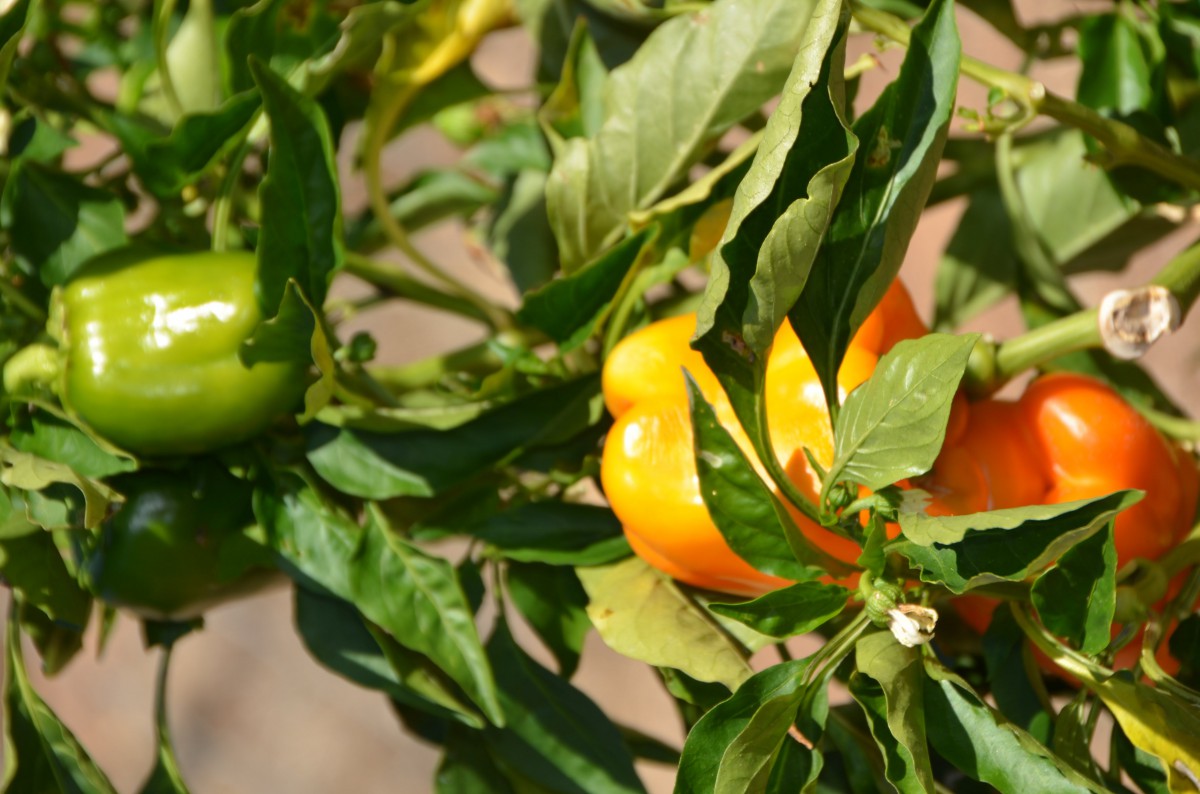 Bell peppers ripening on the plant in a garden.