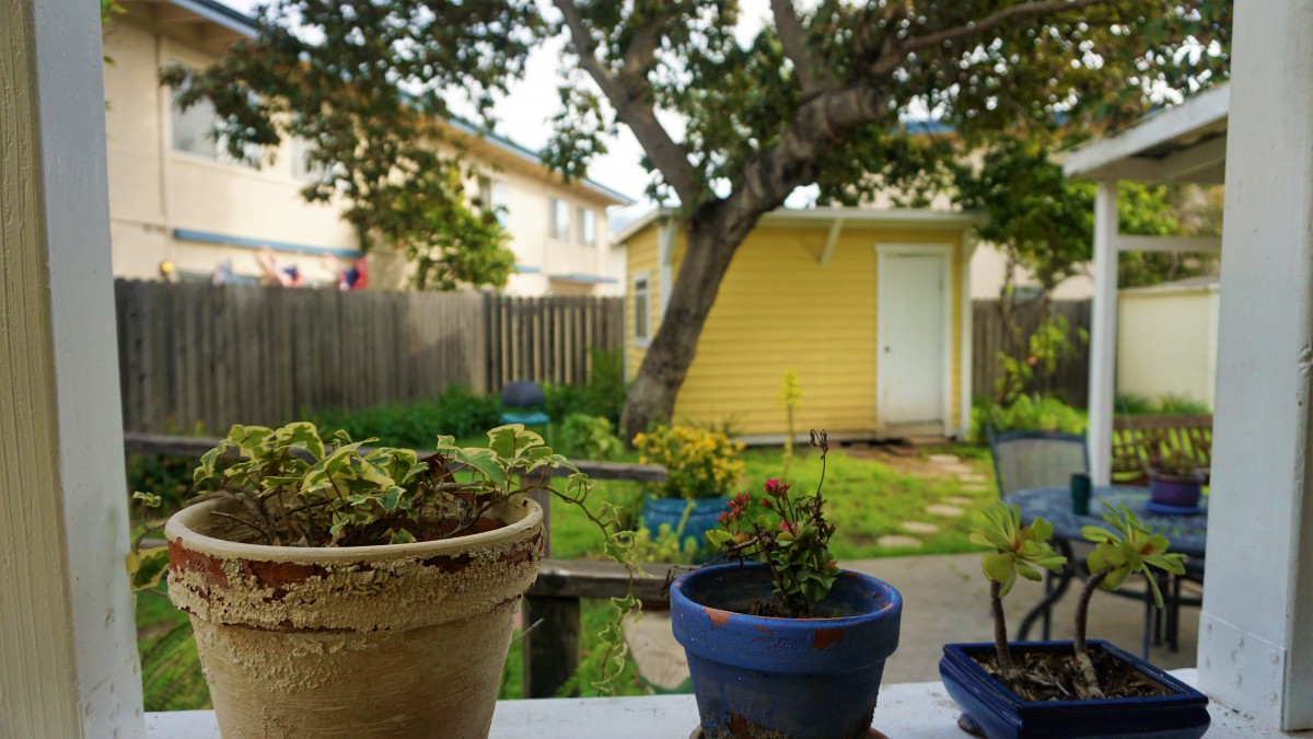 A cozy backyard with potted plants, a tree, and a yellow shed.
