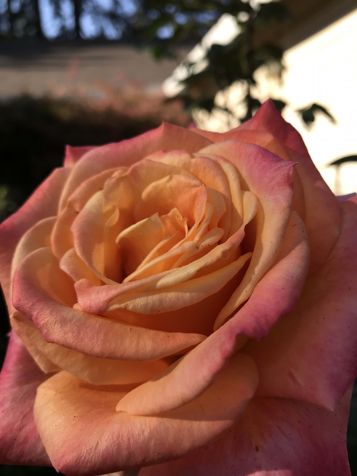 A close-up of a blooming pink and orange rose.