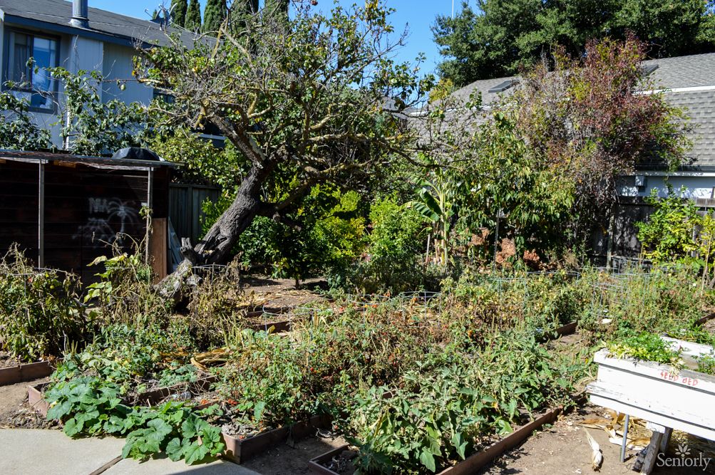 A lush backyard vegetable garden under a clear blue sky.