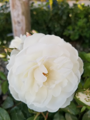A beautiful white flower blooming in the garden.