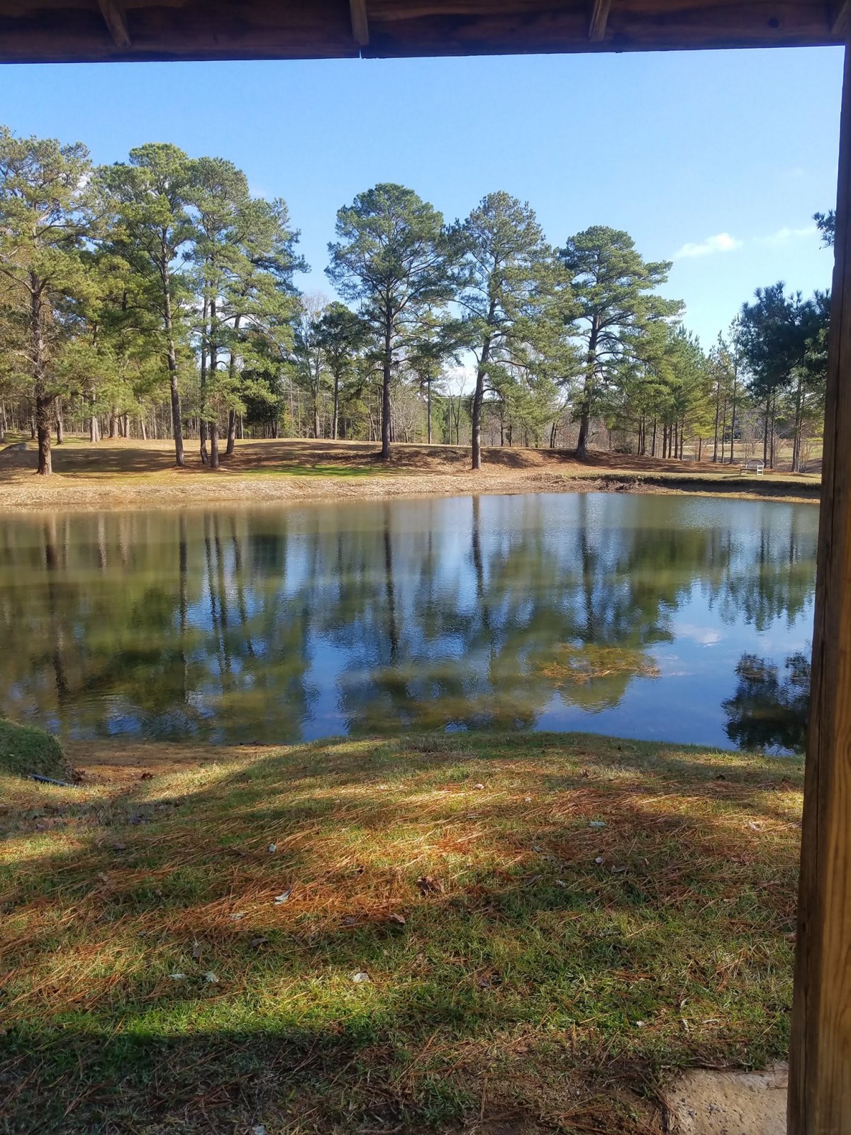 A serene pond surrounded by trees, reflecting the clear blue sky and greenery.