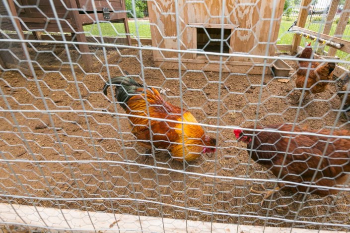 Chickens inside a fenced coop on a farm.