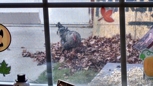 A curious chicken exploring a patch of leaves in the backyard.