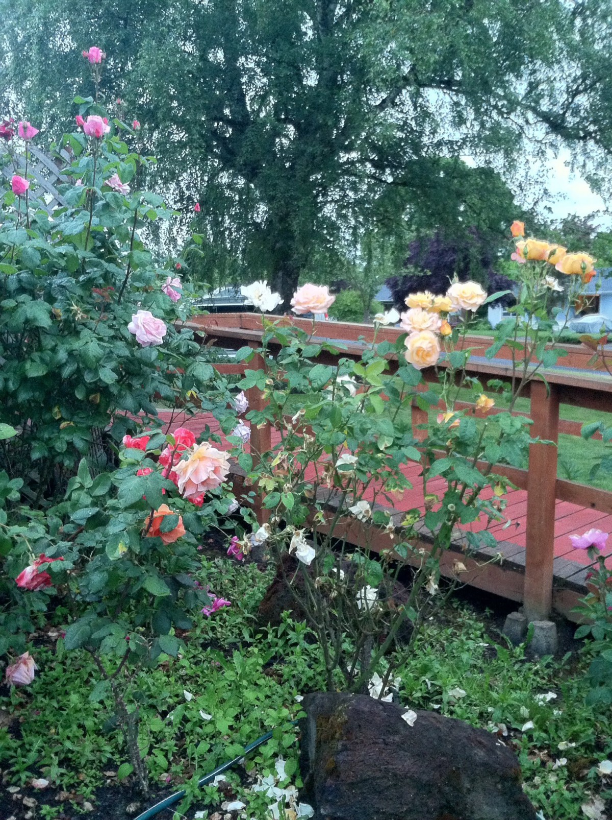 A vibrant garden with a variety of roses blooming beside a wooden fence.